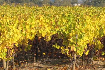 vignes-villeneuve-en-retz-viticulteurs