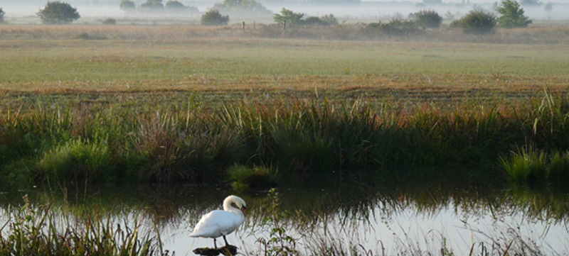 villeneuve-en-retz-oiseaux-lac-grand-lieu